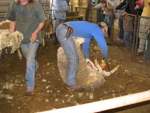shearing the sheep