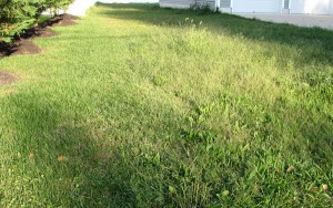 lawn before