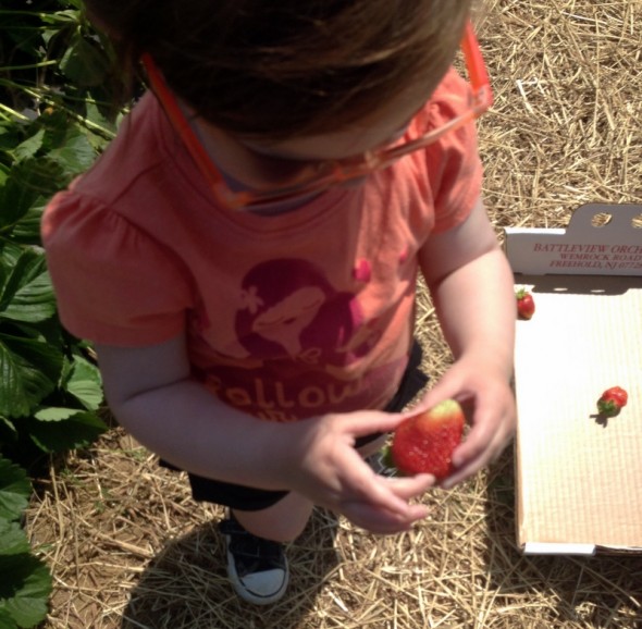 strawberry picking 2
